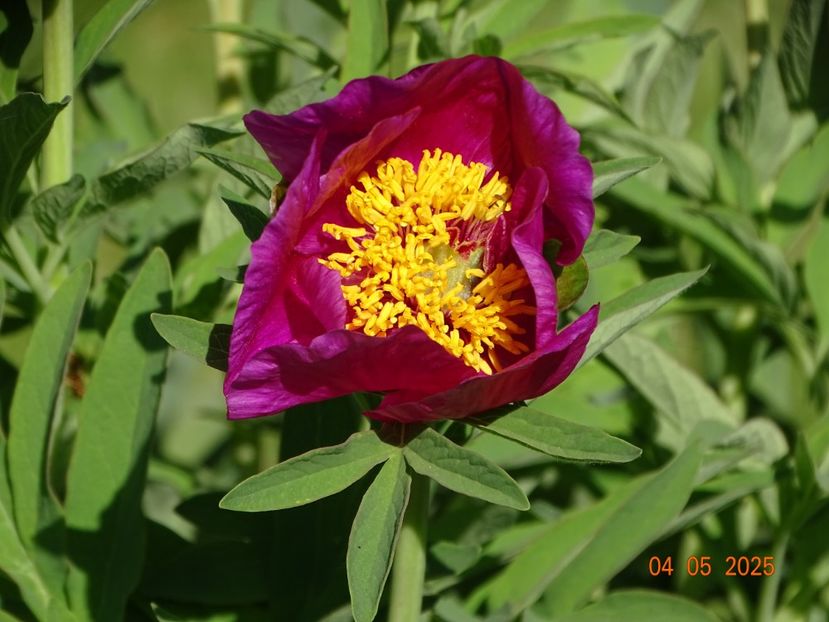 paeonia maximoweitschii - Bujori 2025- Dobarland