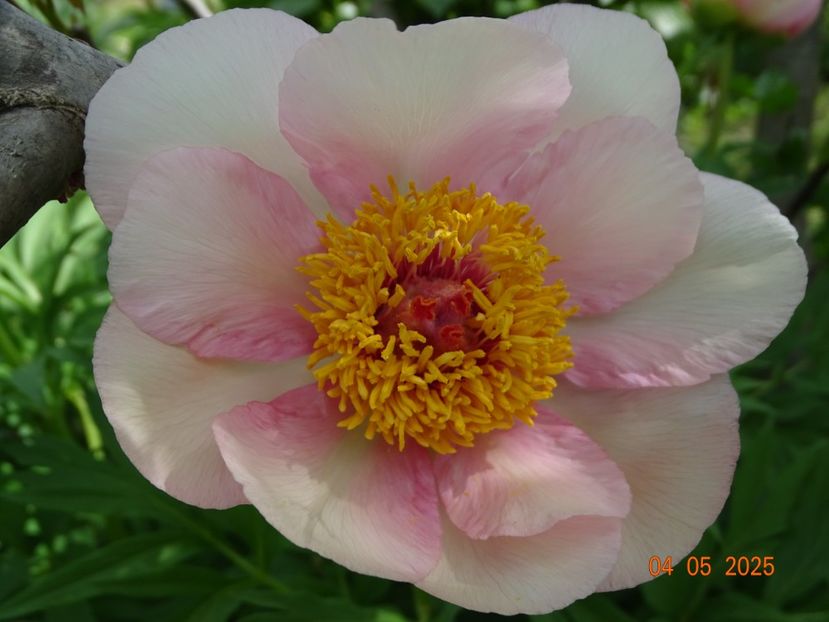 Nosegay - Bujori 2025- 1