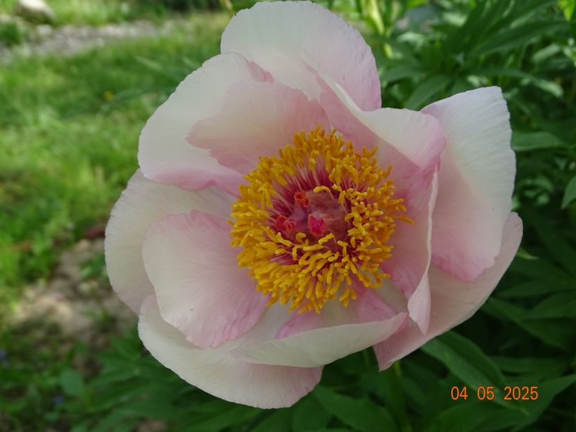 Nosegay - Bujori 2025- 1