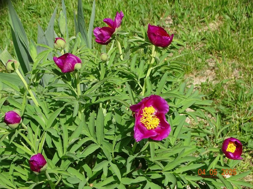paeonia maximoweitschii - Bujori 2025- Dobarland