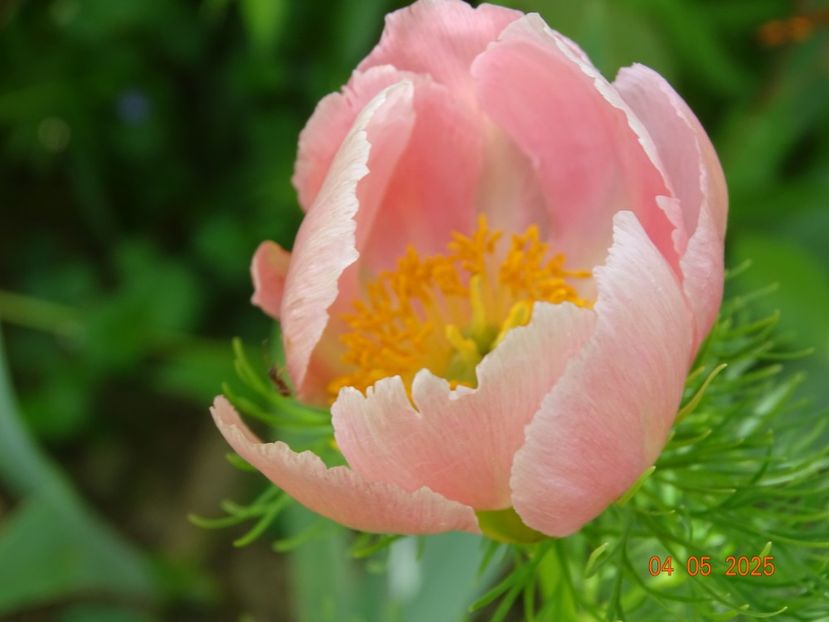 paeonia tenuifolia Rosea - Bujori 2025- Dobarland