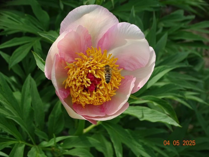 Nosegay - Bujori 2025- 1