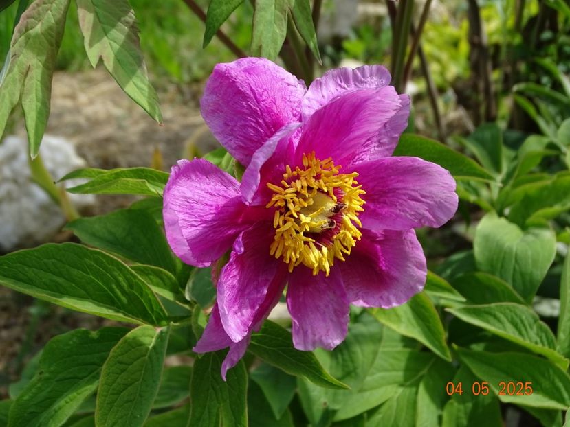 paeonia officinalis? - Bujori 2025- Dobarland