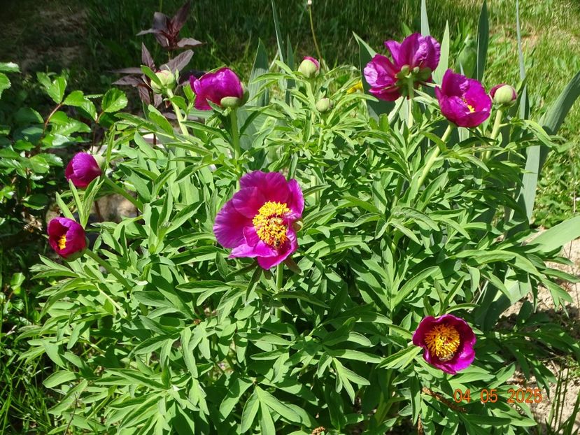 paeonia maximoweitschii - Bujori 2025- Dobarland