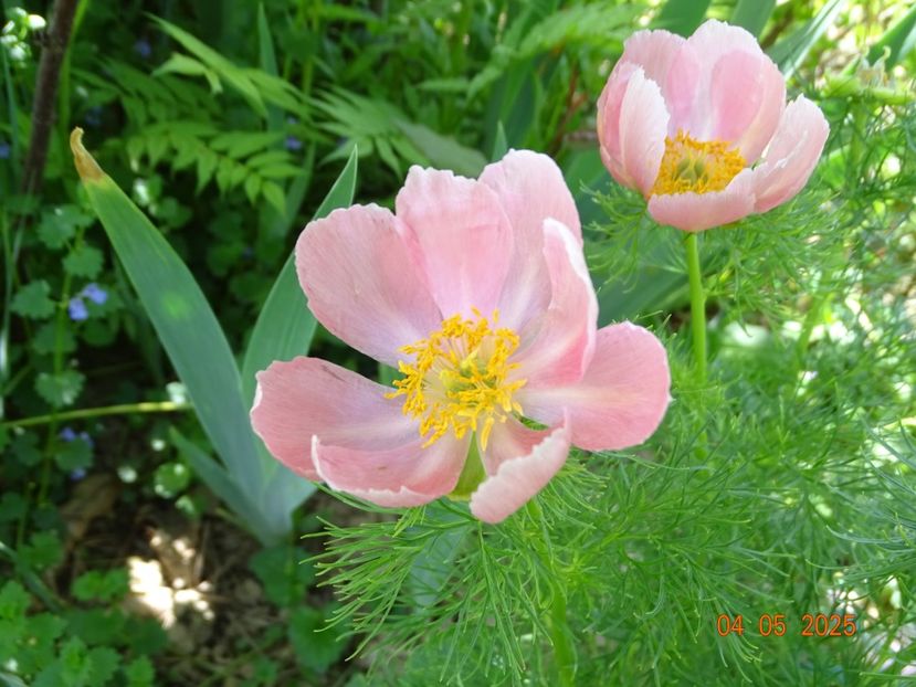 paeonia tenuifolia Rosea - Bujori 2025- Dobarland