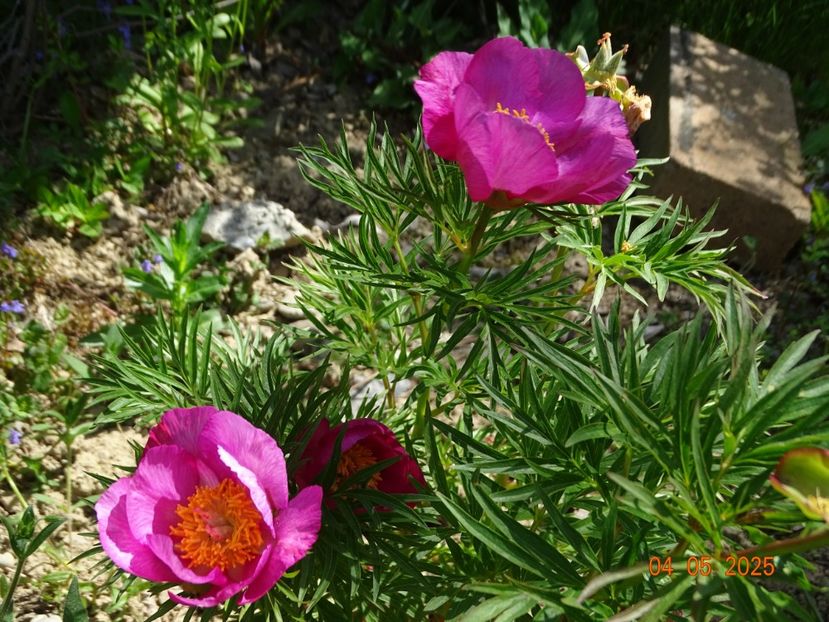 paeonia tenuifolia x mlokosewitschii - Bujori 2025- 1