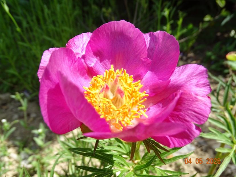 paeonia tenuifolia x mlokosewitschii - Bujori 2025- 1