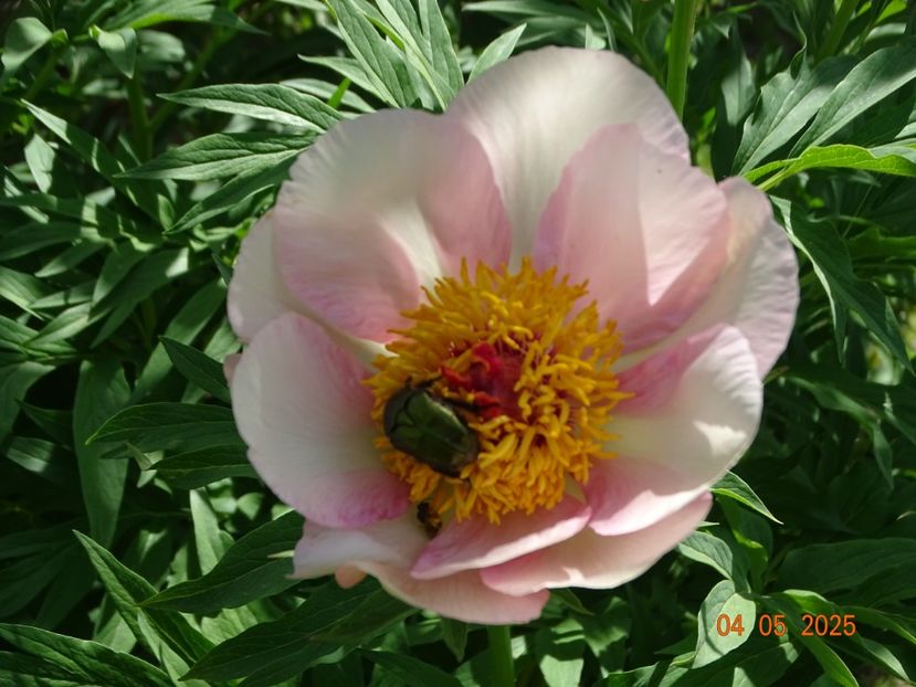 Nosegay - Bujori 2025- 1