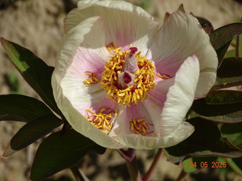 Anika - Bujori 2025- 1