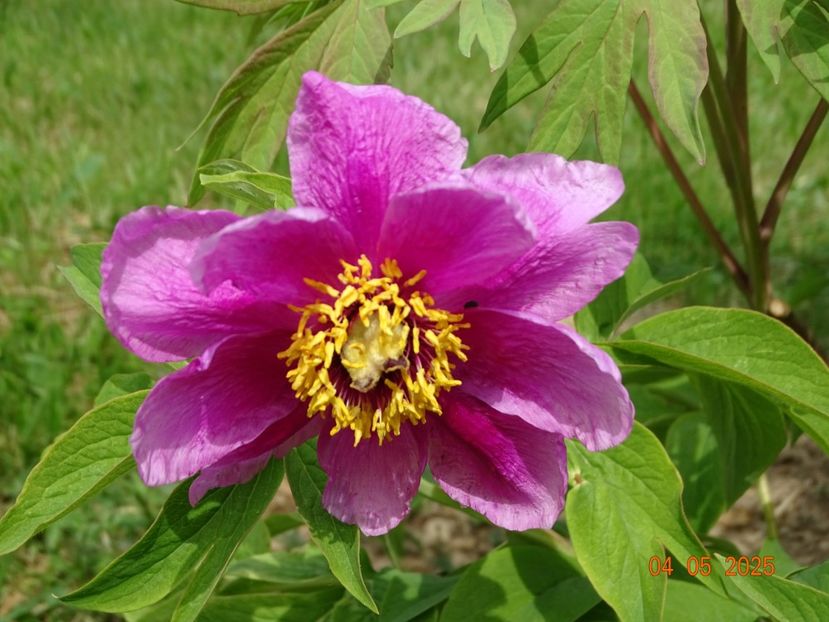paeonia officinalis? - Bujori 2025- Dobarland