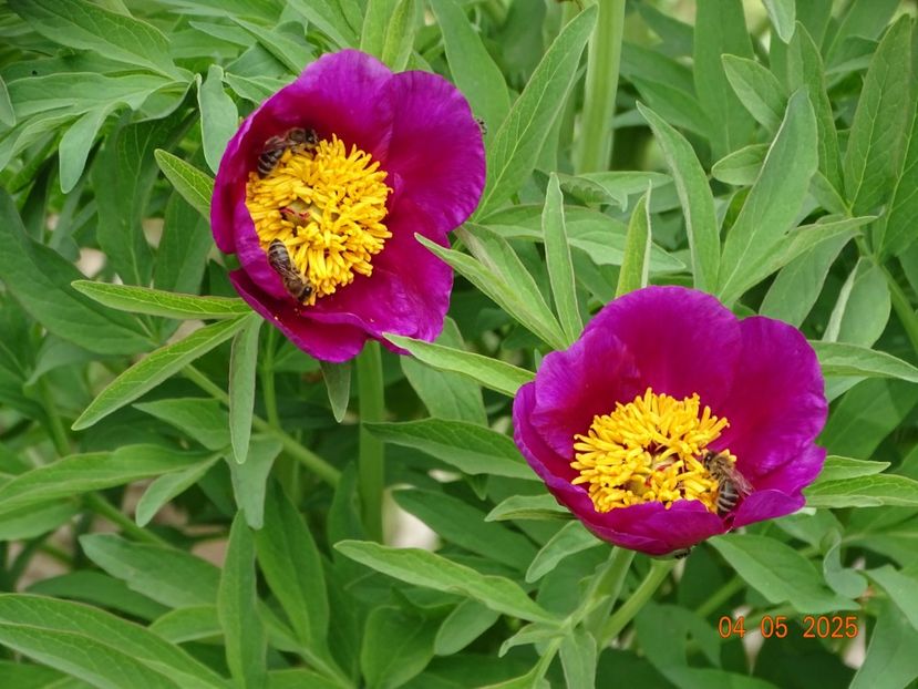 paeonia maximoweitschii - Bujori 2025- Dobarland