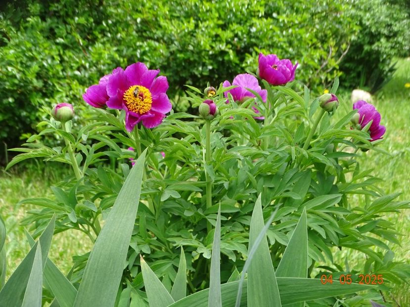 paeonia maximoweitschii - Bujori 2025- 1