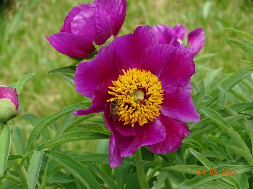 paeonia maximoweitschii - Bujori 2025- Dobarland