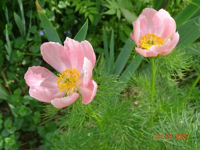 paeonia tenuifolia Rosea - Bujori 2025- 1