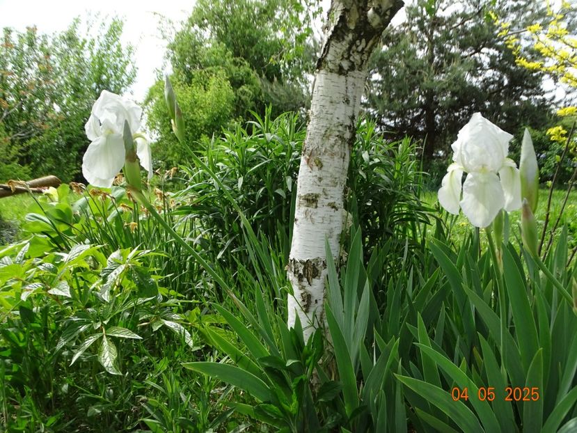  - Irisi 2025 -Dobarland