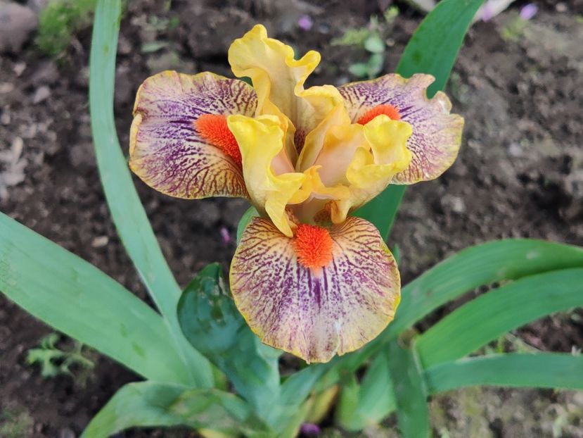 Be bold - Irisi pitici - prima inflorire