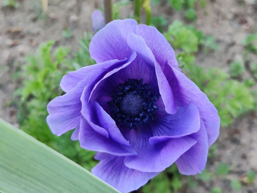 - Diverse flori de gradina