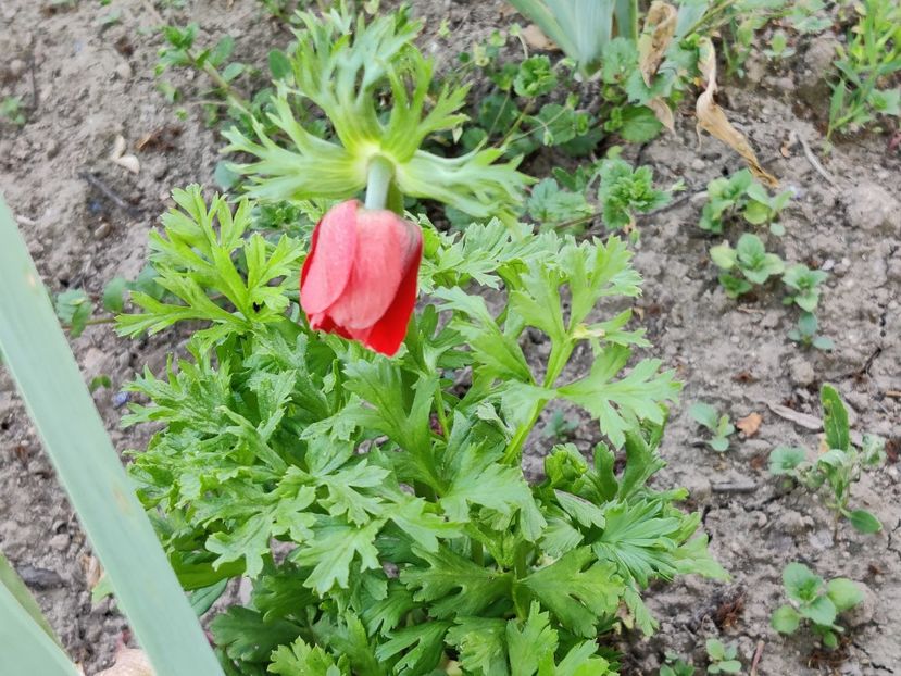  - Diverse flori de gradina