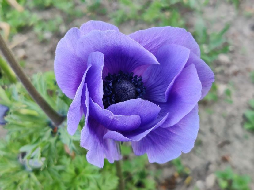  - Diverse flori de gradina