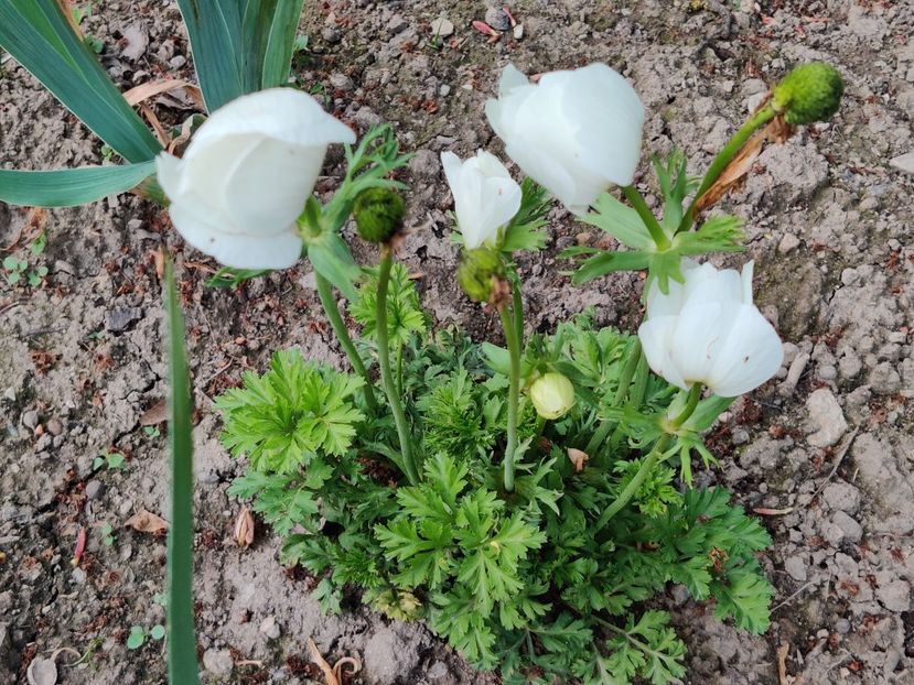 Anemona alba - Diverse flori de gradina
