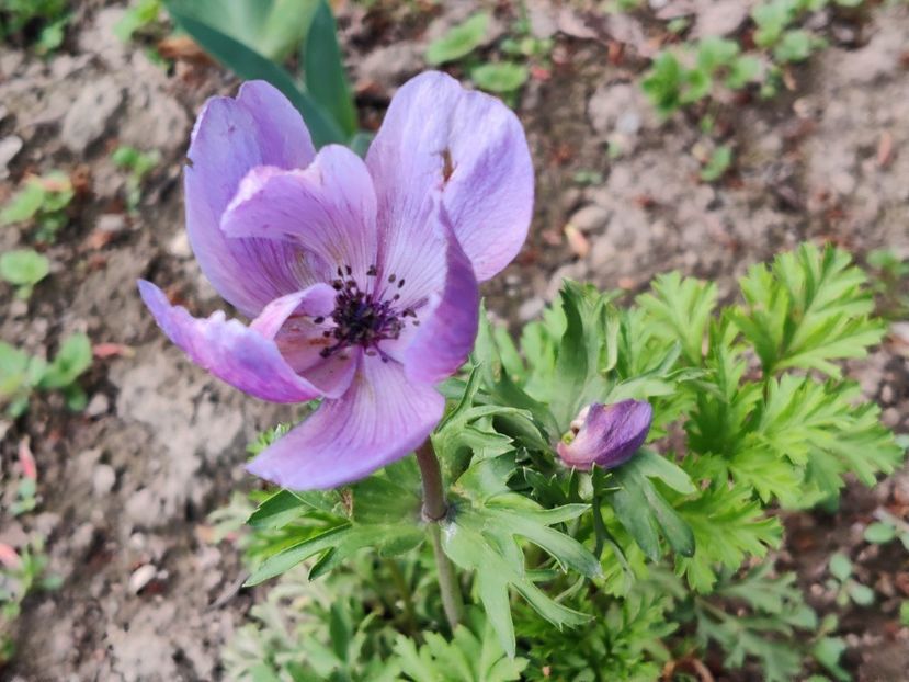  - Diverse flori de gradina