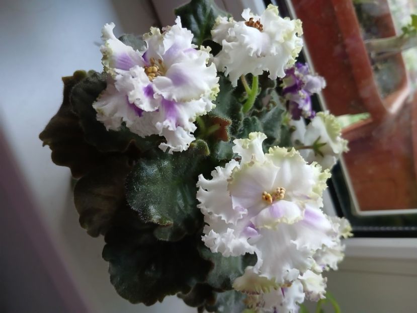  - Nk Francuzskij Bulvar