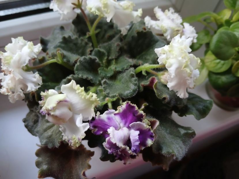  - Nk Francuzskij Bulvar