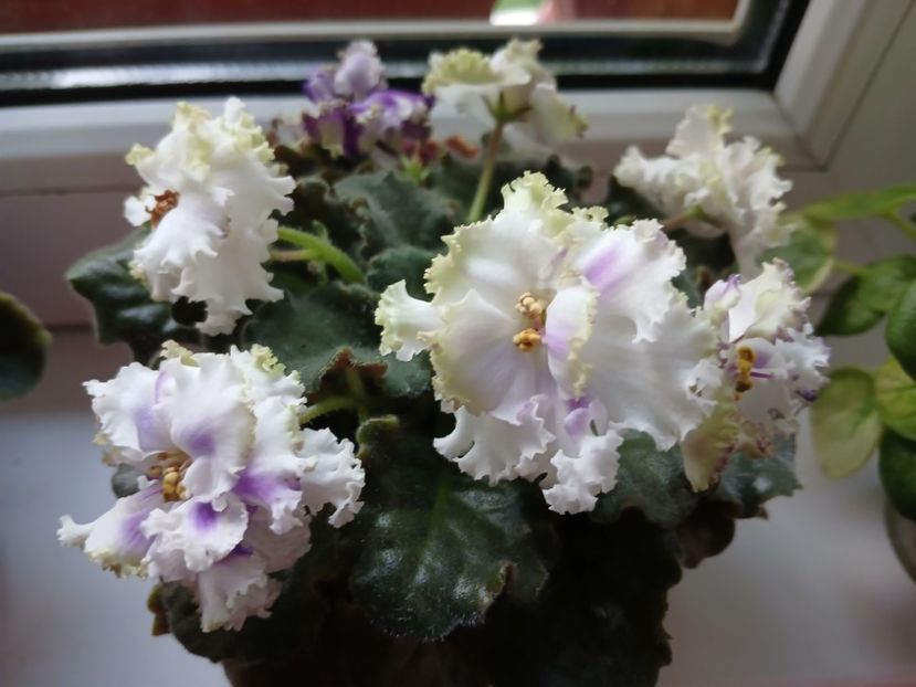  - Nk Francuzskij Bulvar