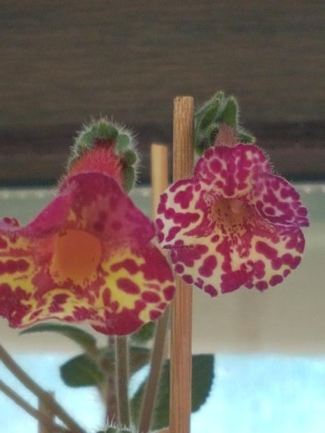 thumbnail (3) - KOHLERII 2025