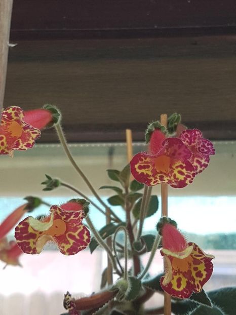 thumbnail (5) - KOHLERII 2025