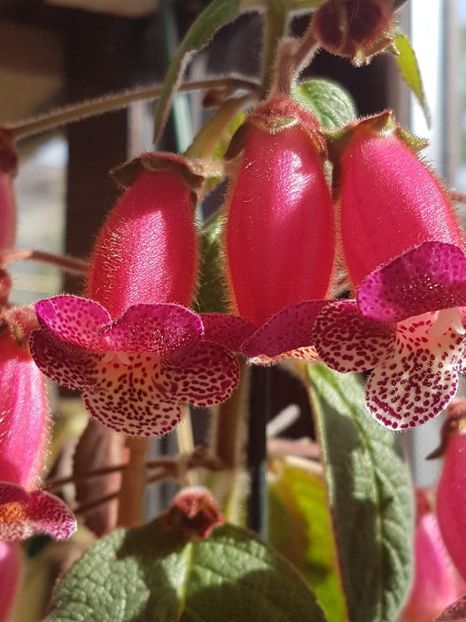 thumbnail (7) - KOHLERII 2025