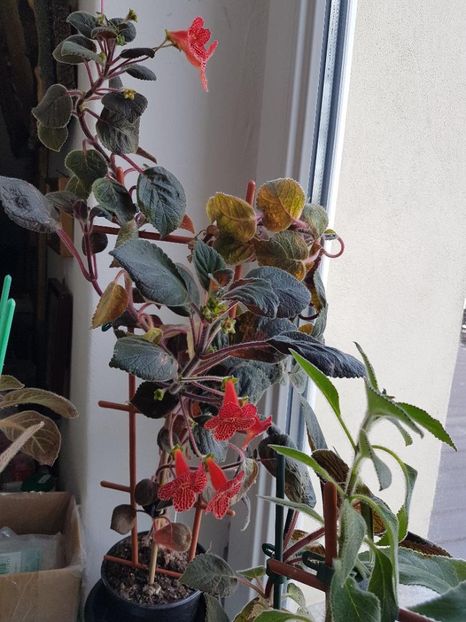 thumbnail (10) - KOHLERII 2025