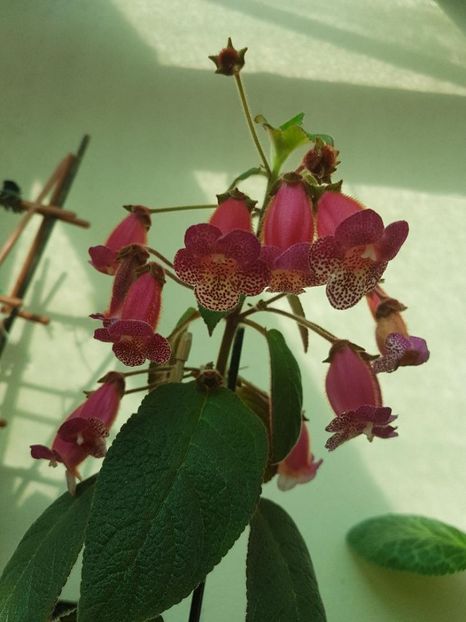 thumbnail (11) - KOHLERII 2025