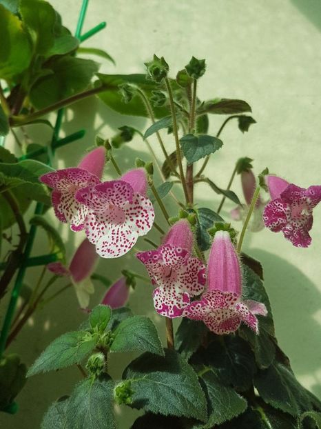 thumbnail (14) - KOHLERII 2025