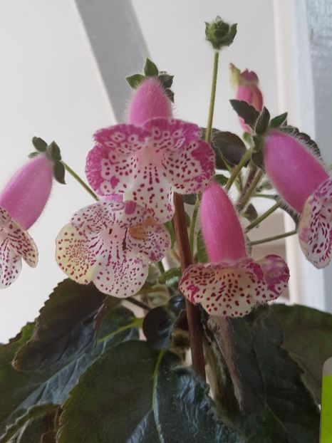 thumbnail (15) - KOHLERII 2025