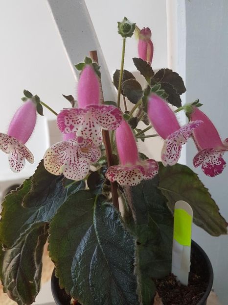 thumbnail (16) - KOHLERII 2025