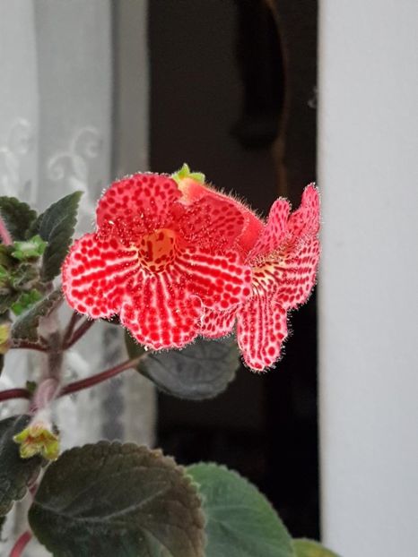 thumbnail (17) - KOHLERII 2025