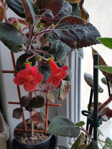 thumbnail (19) - KOHLERII 2025