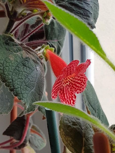 thumbnail (20) - KOHLERII 2025