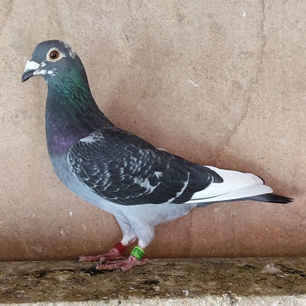 Mascul 23-332 - Stropit list