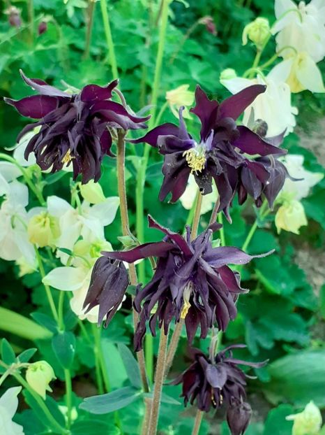 20250504_180931~2 - CĂLDĂRUȘE 2025