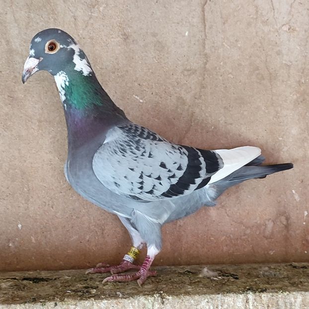 Mascul 24-595 - Porumbei vanduti