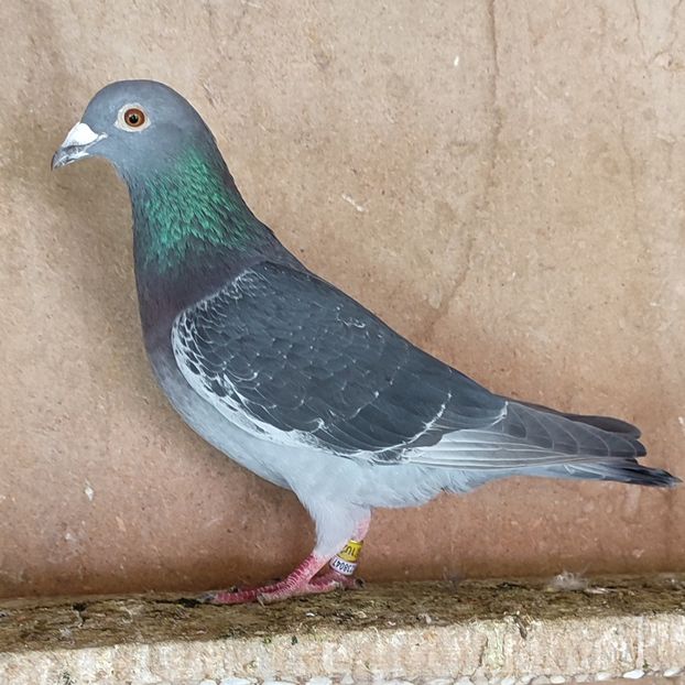 Mascul 24-828 - Porumbei vanduti