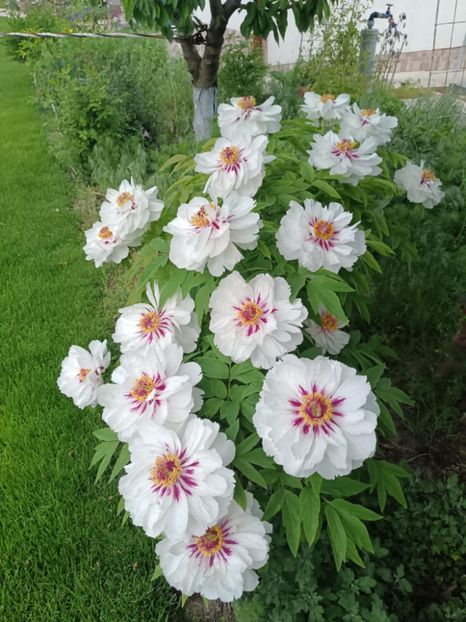 FM 2 - BUJOR ARBUSTIFER - FAIRY MOON