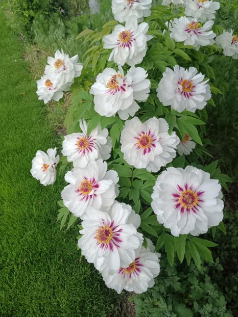 FM 3 - BUJOR ARBUSTIFER - FAIRY MOON