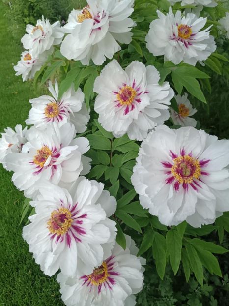 FM 4 - BUJOR ARBUSTIFER - FAIRY MOON