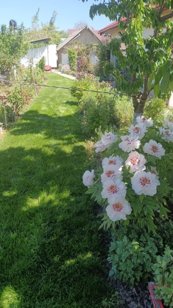 FM 15 - BUJOR ARBUSTIFER - FAIRY MOON