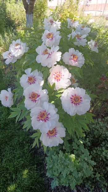 FM 16 - BUJOR ARBUSTIFER - FAIRY MOON