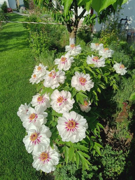 FM7 - BUJOR ARBUSTIFER - FAIRY MOON