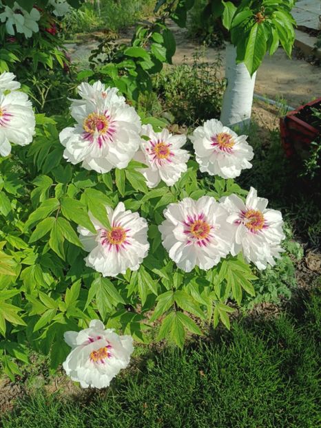 FM8 - BUJOR ARBUSTIFER - FAIRY MOON